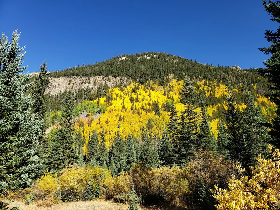 Autumn forest in the mountains